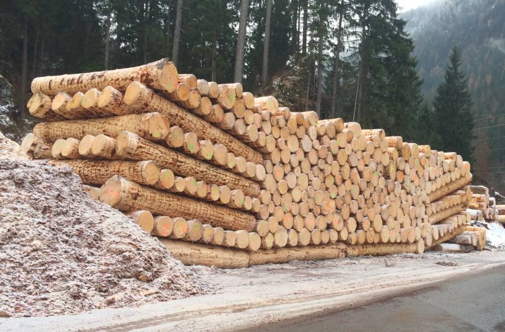Holzrolle der Florinett AG mit Mondholz-Stämmen